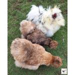Us Silkie 2.jpg